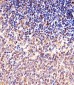M CCNB1 Antibody (Center S123/S125)